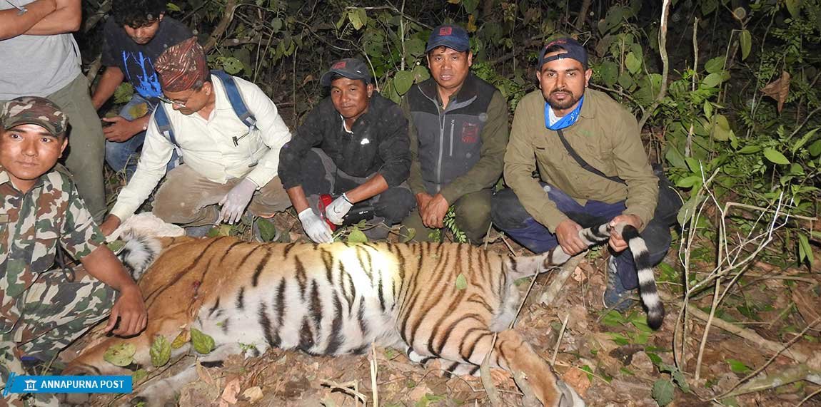 बर्दिया राष्ट्रिय निकुञ्जमा बाघको आक्रमणबाट गैंडा गणकको मृत्यु
