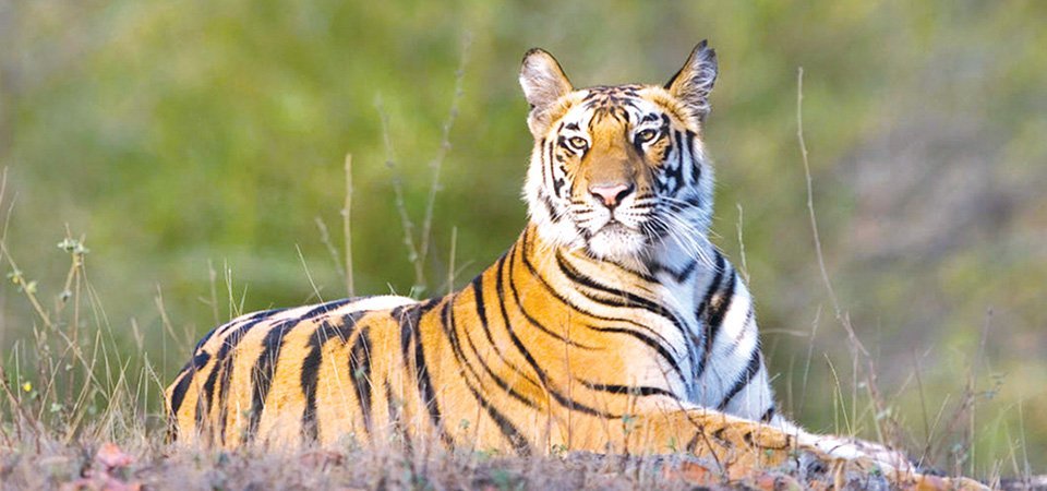बाघ संरक्षणसँगै मानवीय क्षतिको चुनौती