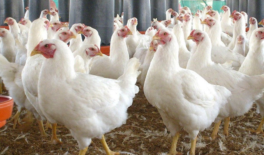 उपत्यकामा बर्डफ्लु सर्नुमा मुख्य कारक काग