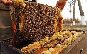 मौरीपालन व्यवसाय : दामसंगै नाम