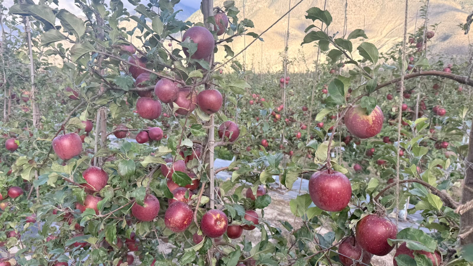 मुस्ताङबाट ३५ करोडको स्याउ बिक्री, दसैंमा ५० प्रतिशत मात्रै बजारमा जाने