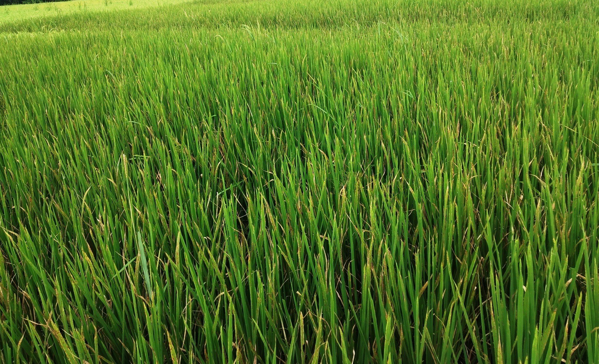 धानबालीमा रोग लागेपछि किसान चिन्तित