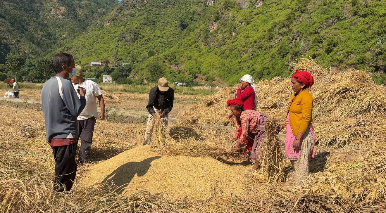 दसैँसँगै धान भित्र्याउने चटारोमा किसान