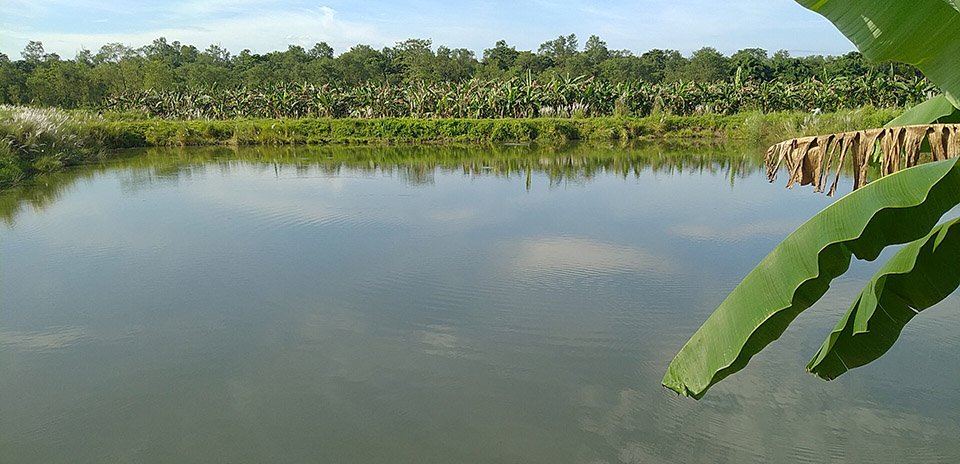 चितवनमा फस्टाउँदै माछापालन, जग्गा पाउन समस्या