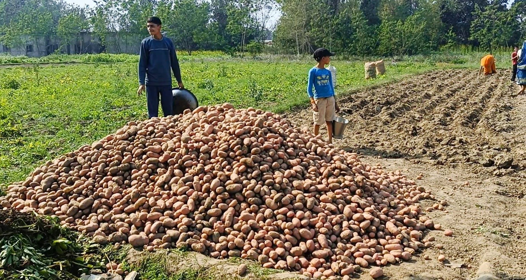 किसान मौर्यद्वारा आठसय क्विन्टल आलुको बिउ उत्पादन