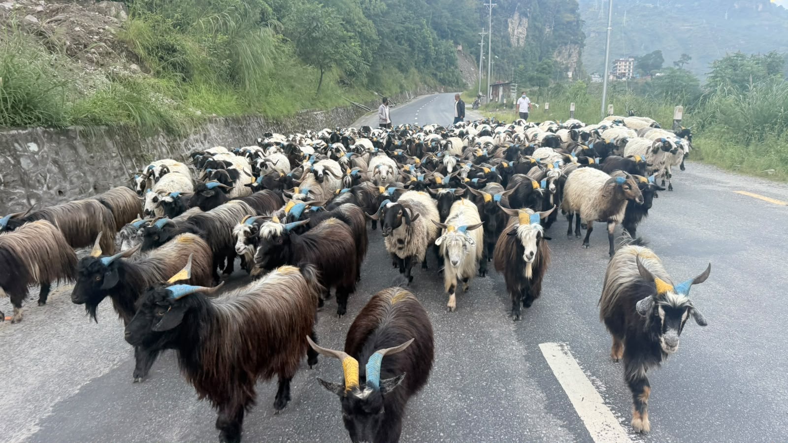 दसैंमा मुस्ताङबाट ३६ करोडभन्दा बढीको भेडाच्याङ्ग्रा बिक्री