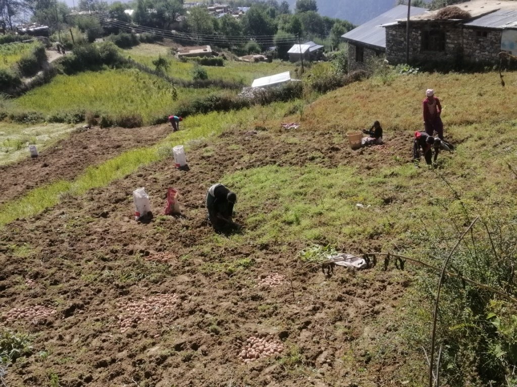 हुम्लामा आलु उत्पादन घट्यो
