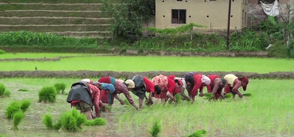 कृषिको आधुनिकीकरणबिना गरिबी निवारण र समृद्धि असम्भव