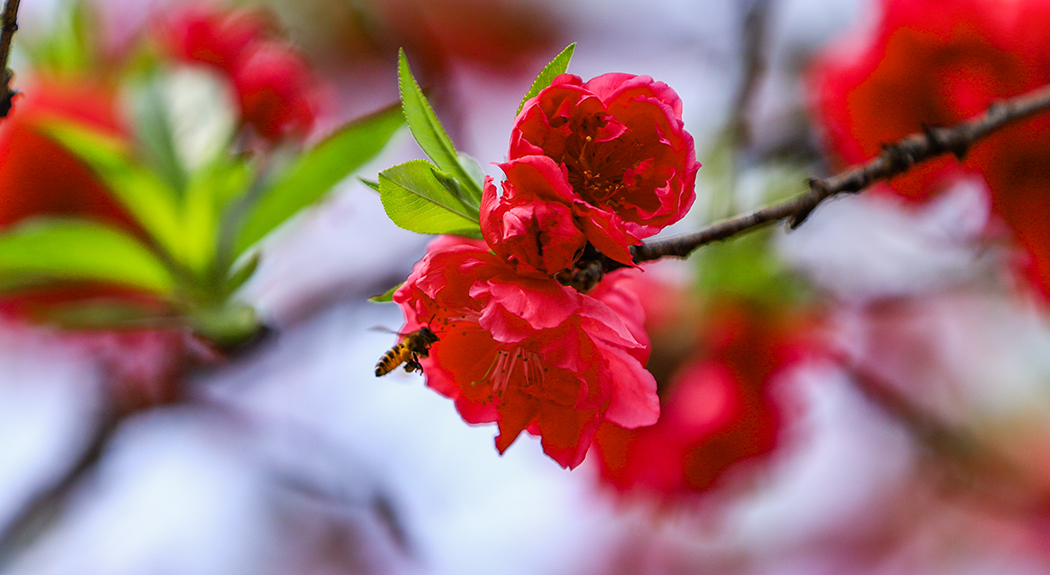 फुल्यो चेरी, बढ्यो सौन्दर्य