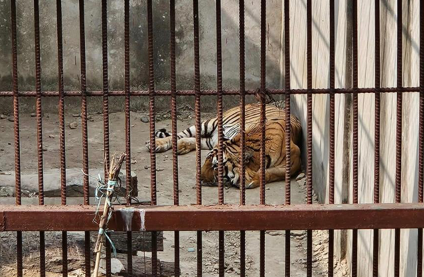समस्याग्रस्त बाघ व्यवस्थापन गर्न ‘टाइगर सेन्चुरी’ योजना